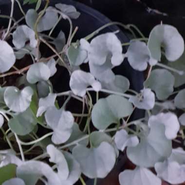 Ana's garden
