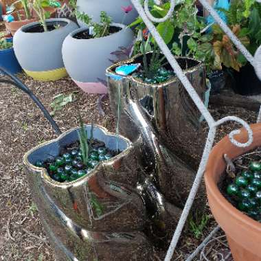 Ana's garden