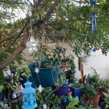 Ana's garden