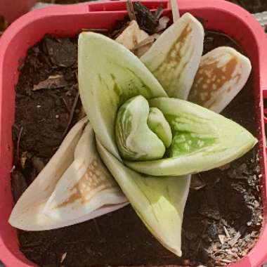 Ana's garden