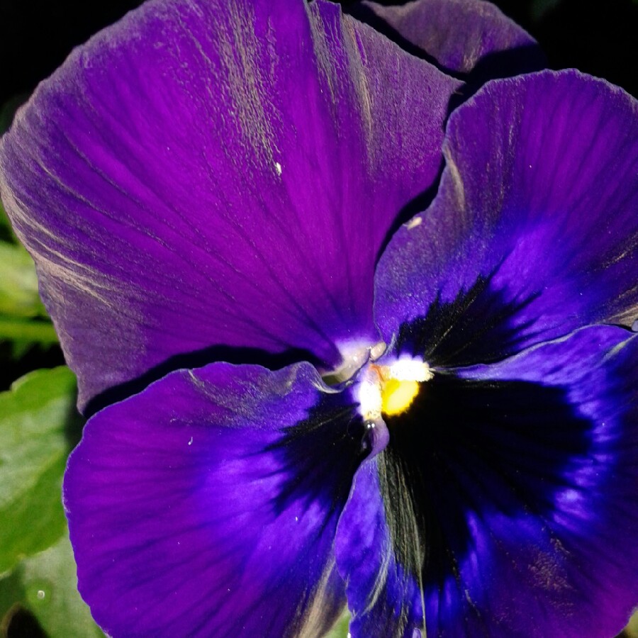 Pansy