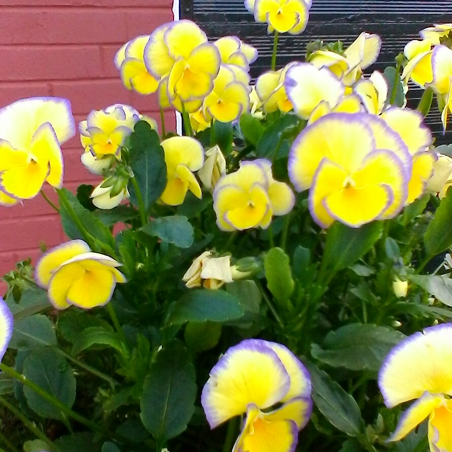 Debra's garden