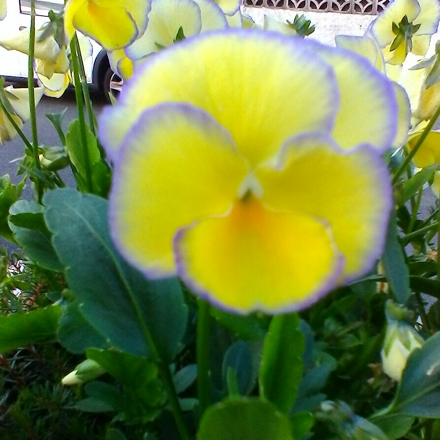 plant image 137520