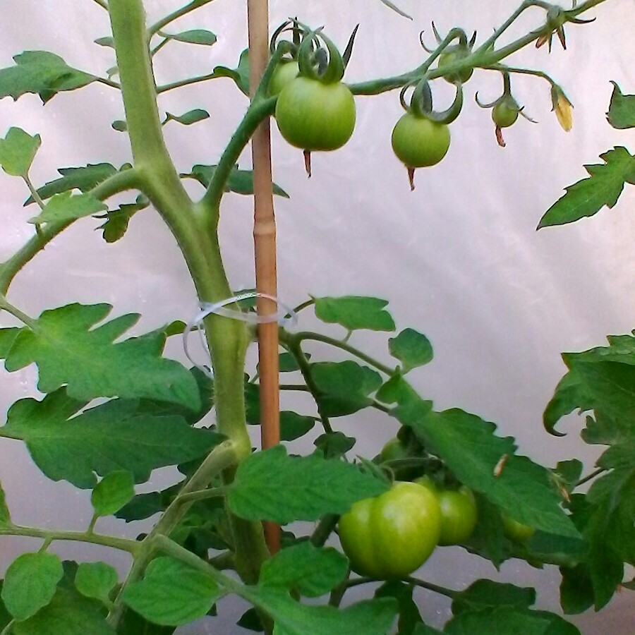 Tomato 'Moneymaker'