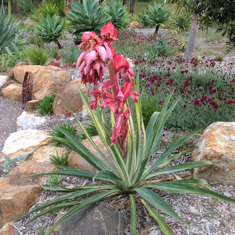 Plant image Beschorneria Yuccoides