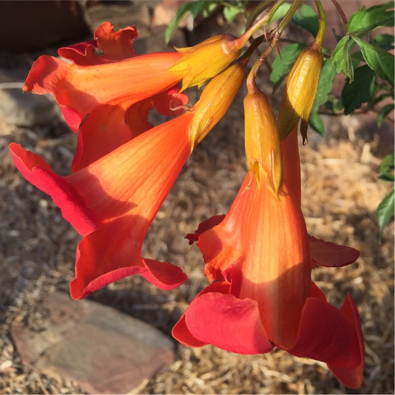 Plant image Campsis