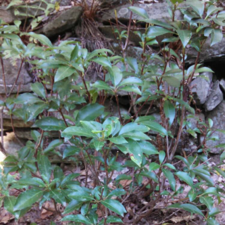 Plant image Kalmia latifolia 'Pinwheel'