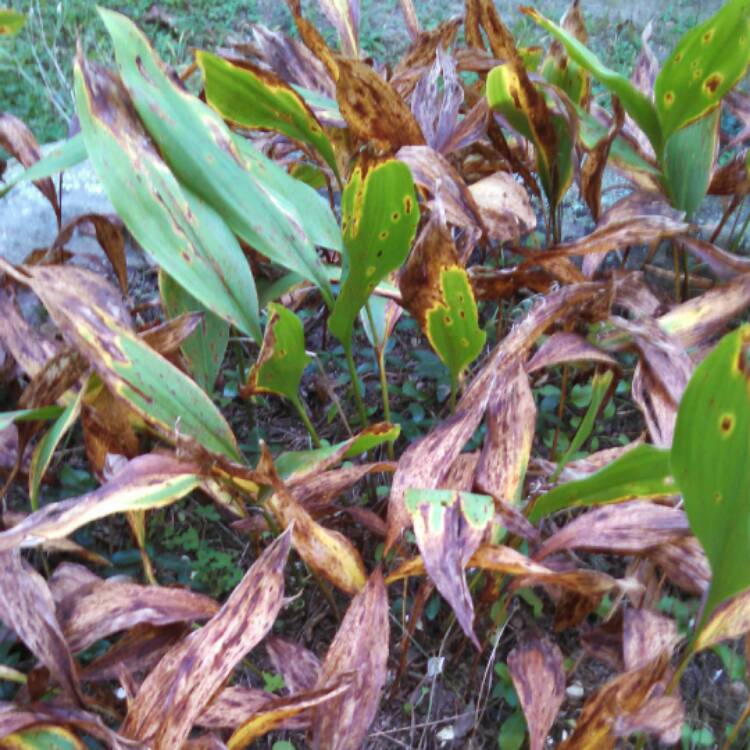 plant image 550214 plant image 550214