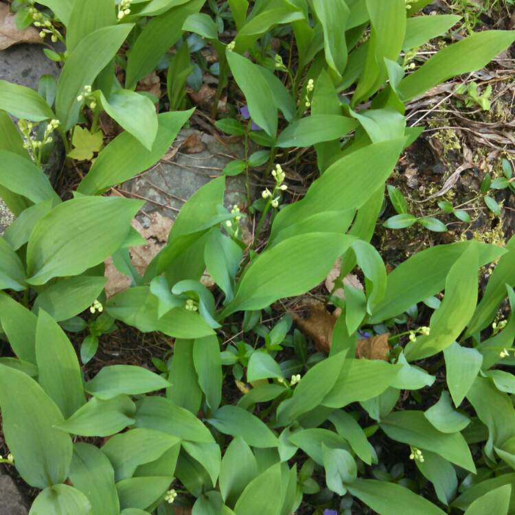 plant image 716245 plant image 716245