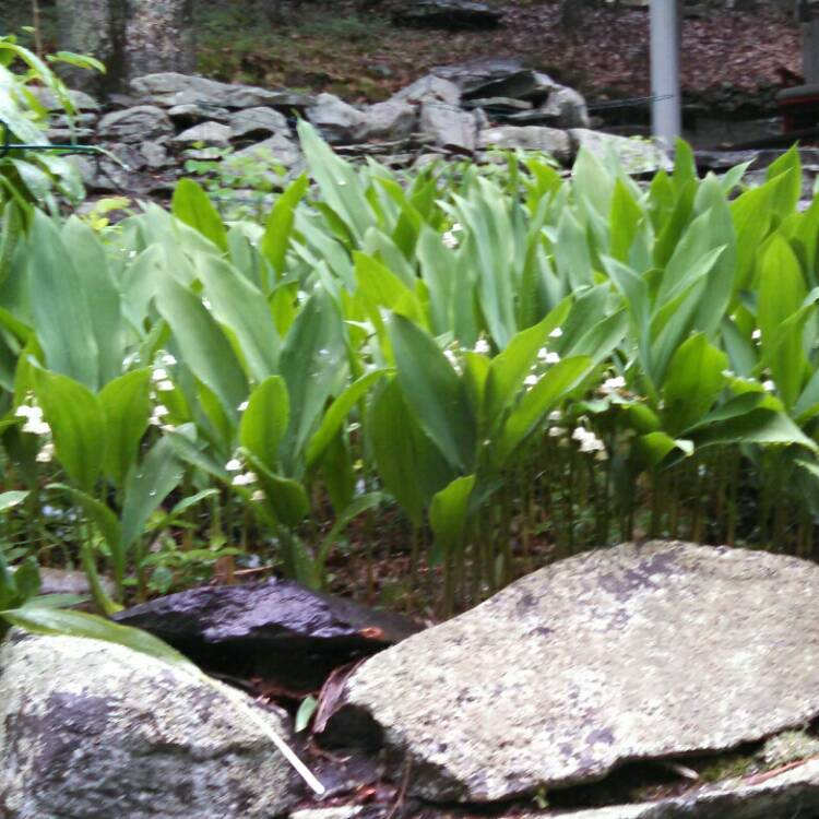 plant image 716510 plant image 716510