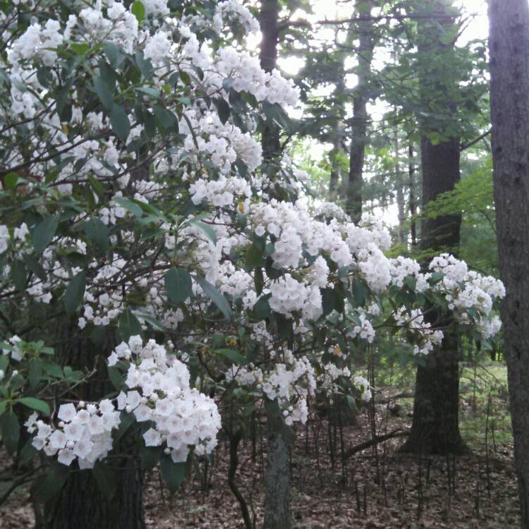 Plant image Kalmia latifolia 'Pinwheel'