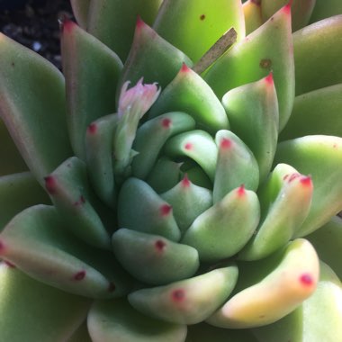 Echeveria Agavoides Lem