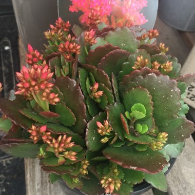 Kalanchoe blossfeldiana 'Calandiva Pink'