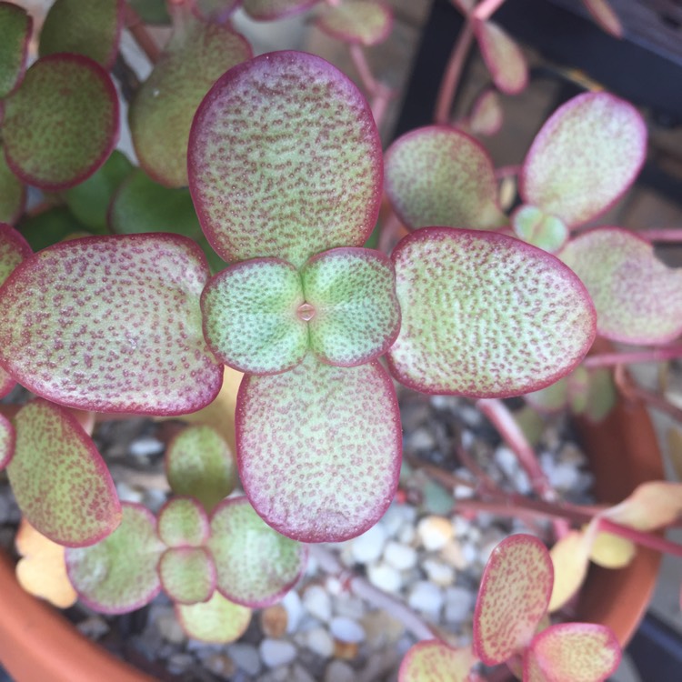 plant image 1148977