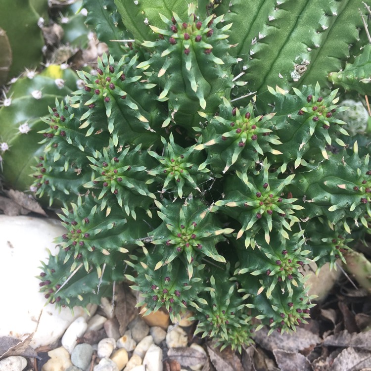 plant image 1148993