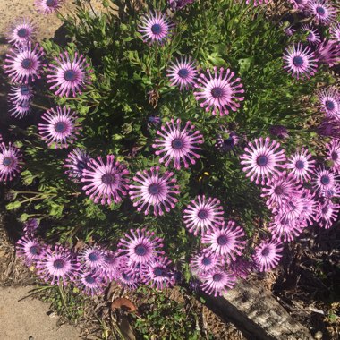 Osteospermum 'Lavender Star'