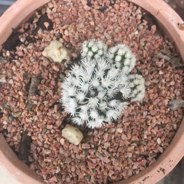 Mammillaria Vetula ssp. Gracillis