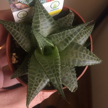 Haworthia Venosa ssp. Tessllata