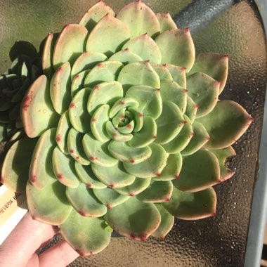 Echeveria Bella Donna