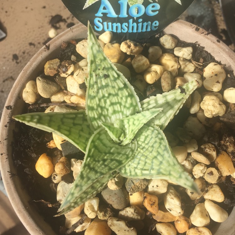 plant image 1375099