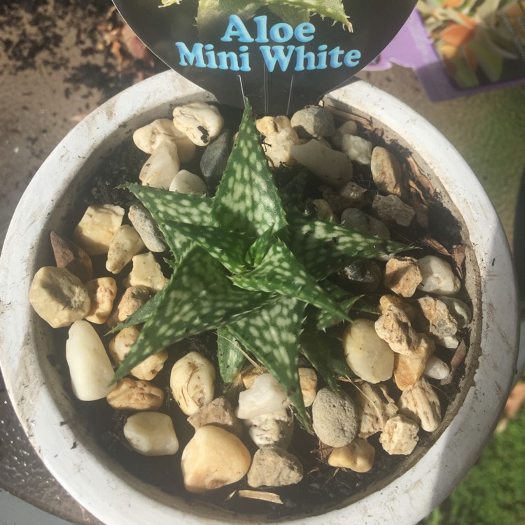 Plant image Aloe Haworthiodes X Descoingsii