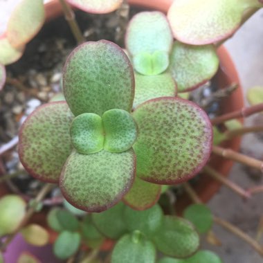 Crassula multicava