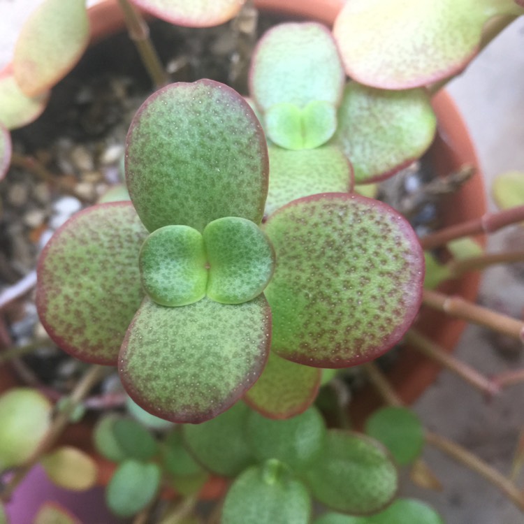plant image 1383591