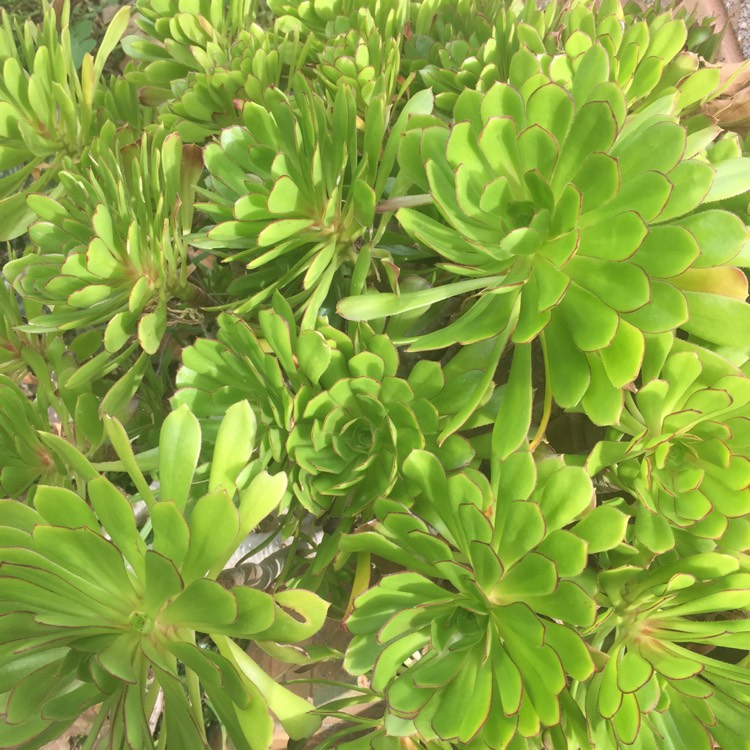 plant image 1383593