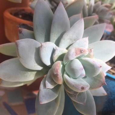 x Pachyveria Powder Puff