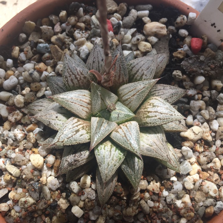 Plant image Haworthia 'Silver Kiwi'