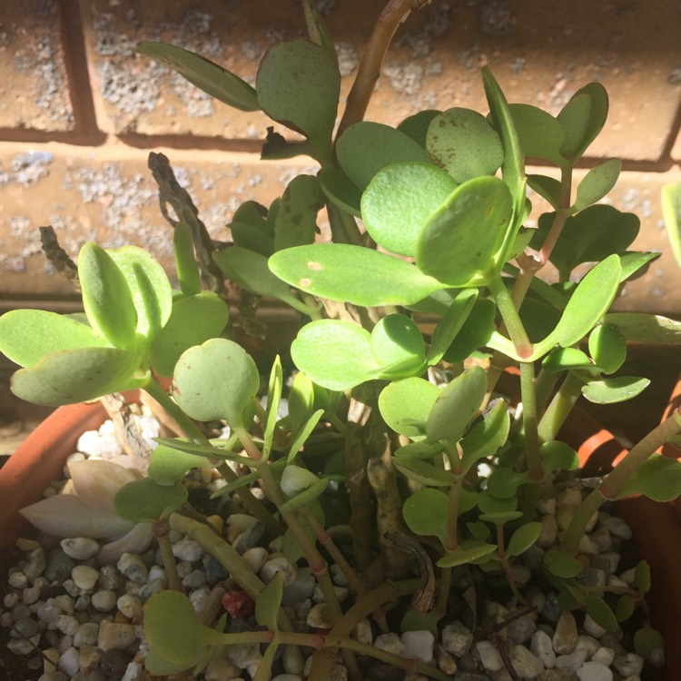 plant image 632450