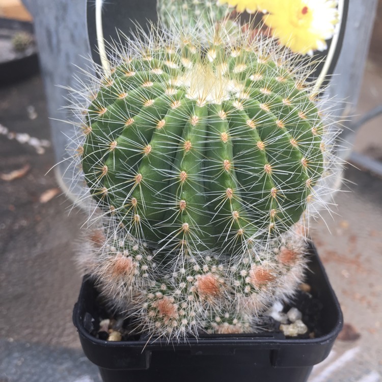 Plant image Notocactus ottonis elegans subsp. mammulosus syn. Echinocactus mammulosus