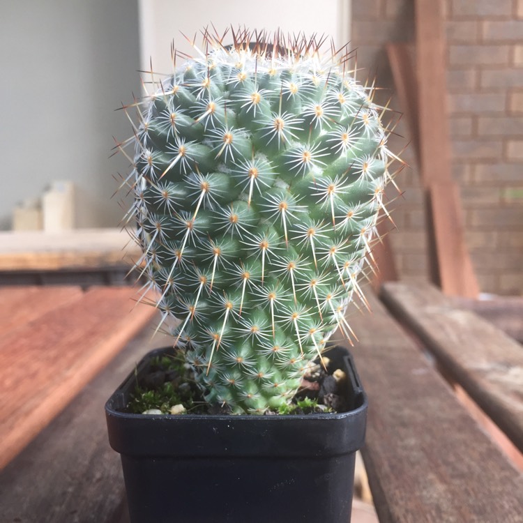 plant image 640190