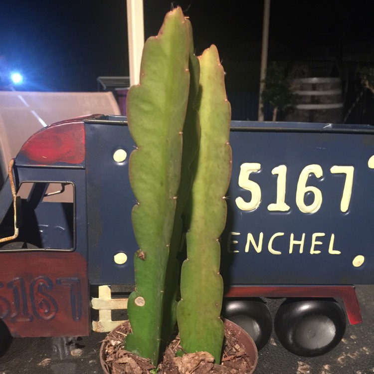plant image 667689