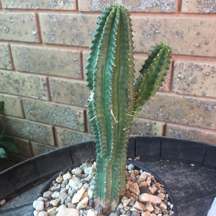 plant image 677296