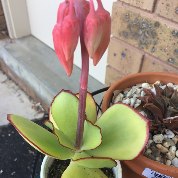 plant image 860832