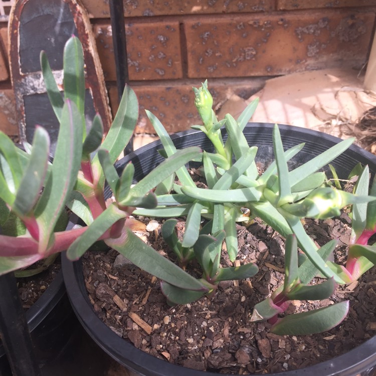 plant image 864710