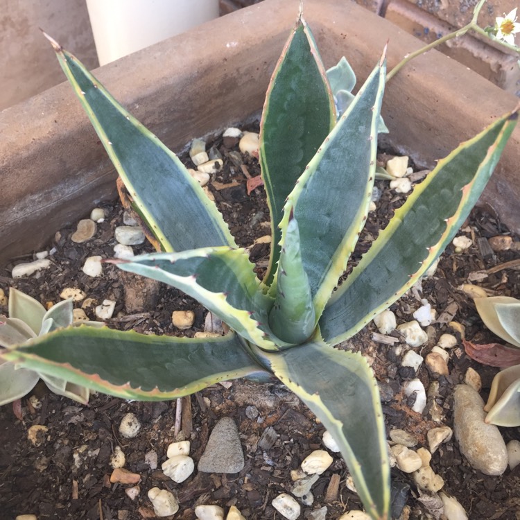 plant image 864726