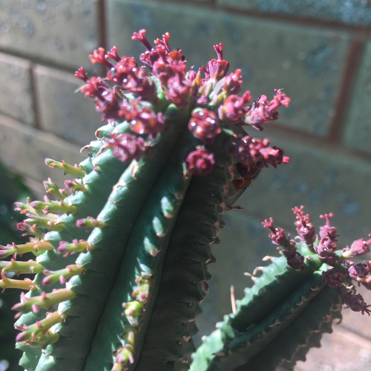 plant image 871070