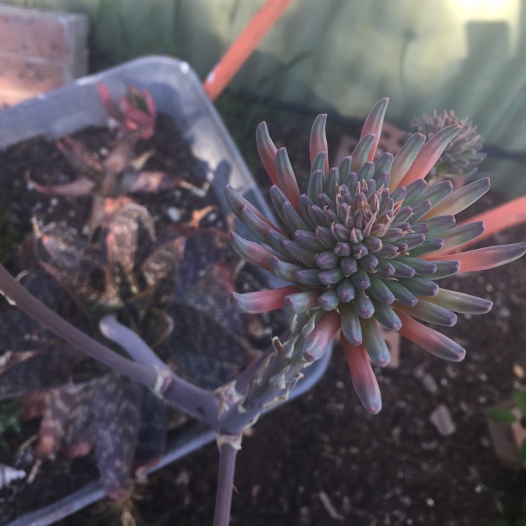 Plant image Agave Quasimoto