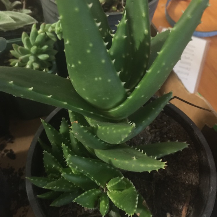plant image 887037
