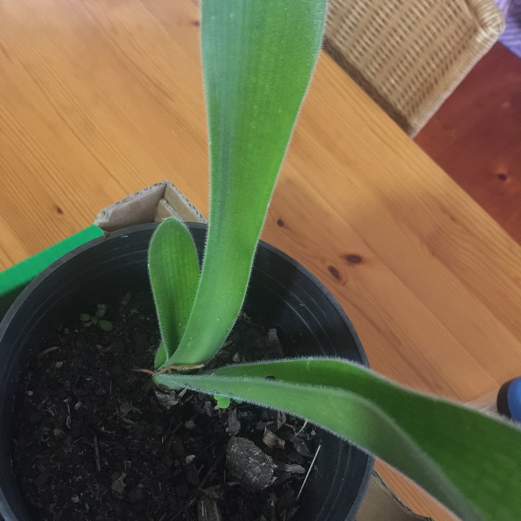 plant image 887055