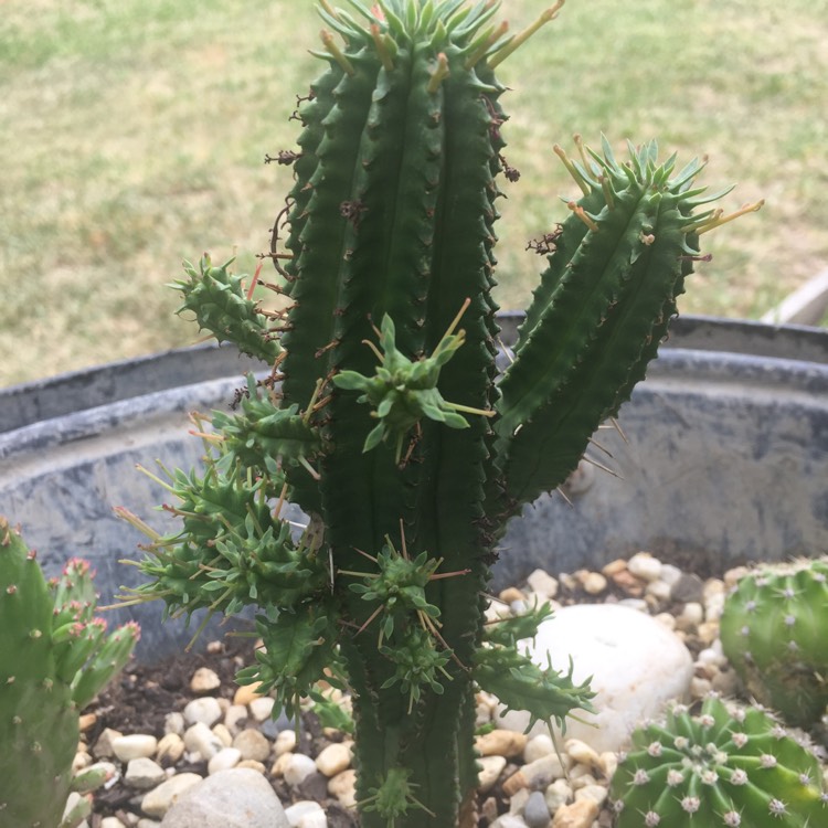 Plant image Euphorbia spiralis