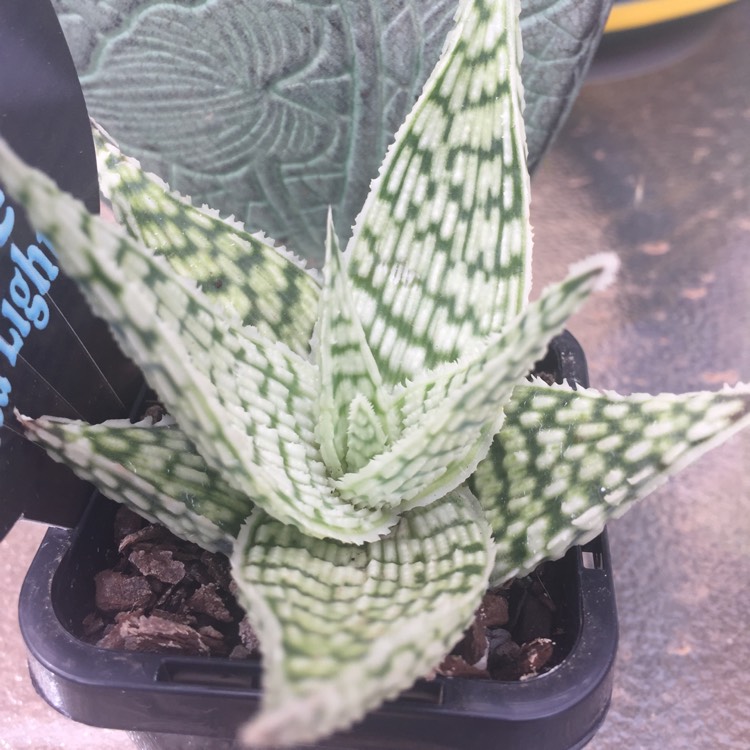Plant image Aloe deltoideodonta 'Delta Lights'