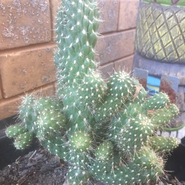 Cylindropuntia fulgida var. mamillata