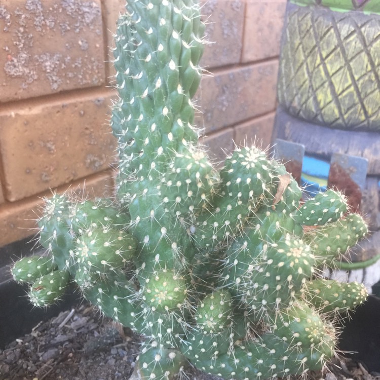 Plant image Cylindropuntia fulgida var. mamillata