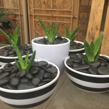Aloe 'Juvenna'