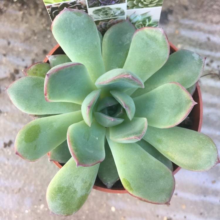plant image 921100