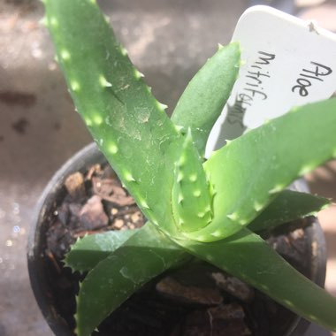 Aloe Mitriformis
