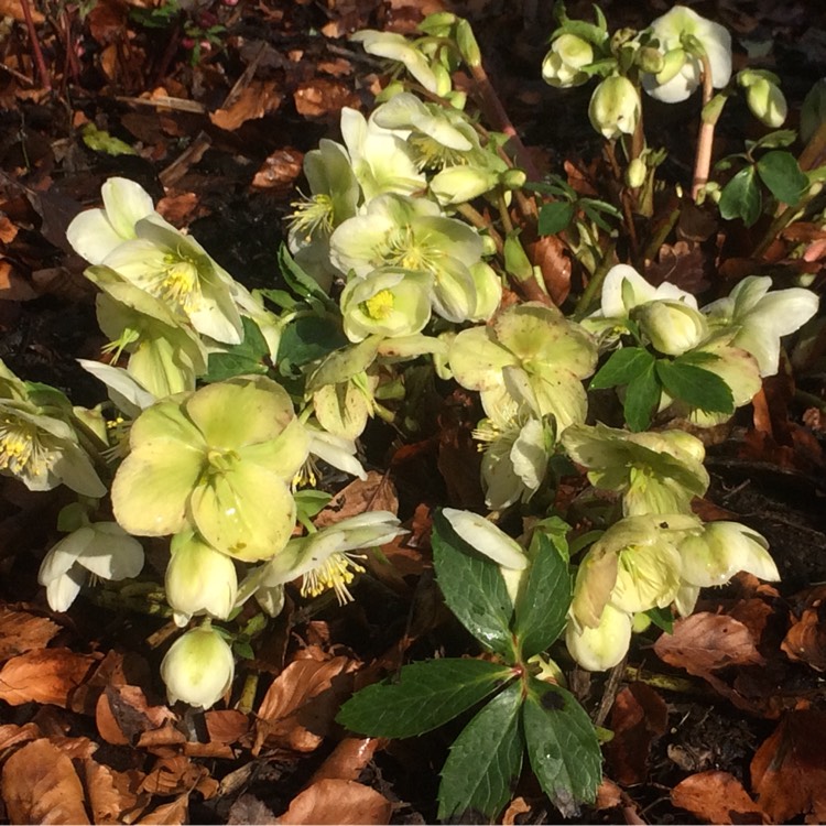 plant image 309231